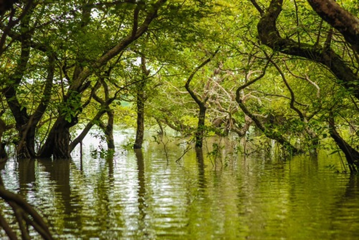 <p>A wetland ecosystem characterized by mineral soils with poor drainage and by plant life dominated by trees.</p>