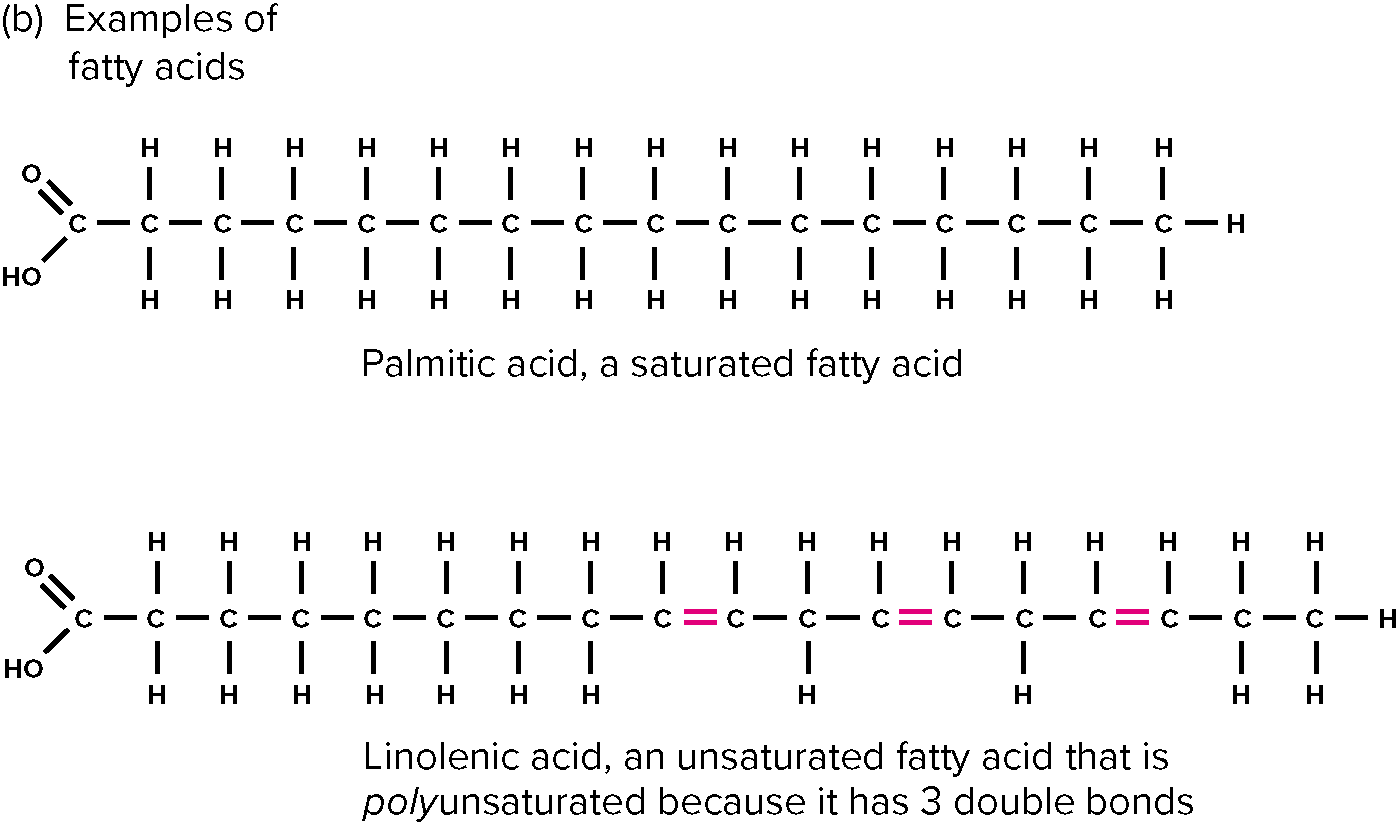 3 carbon backbone with fatty acid chains (long chains of carbon) attached.

* Unsaturated
* Saturated 