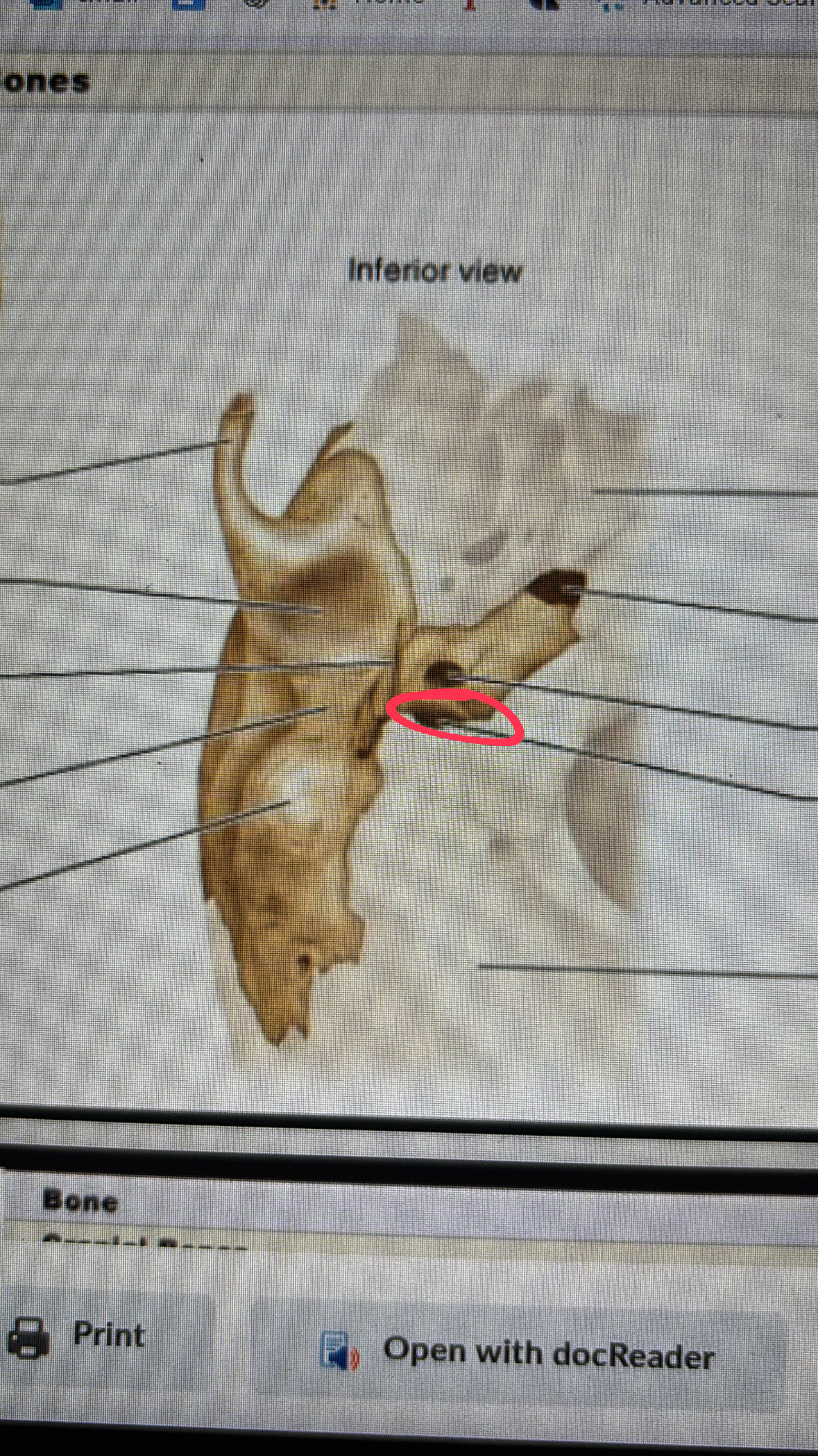 <p>hole under the carotid canal</p>