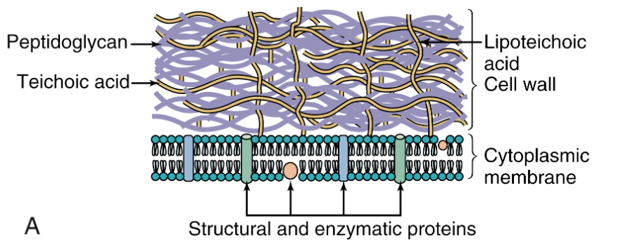 <p>Gram-positiva bakterier har ett väldigt tjockt lager av peptidoglykan som omger cellmembranet. Det tillåter diffusion av metaboliter.</p><p>Här finns även <strong>lipoteikonsyra</strong> (LTS). Teikon känns igen av PRR. </p>