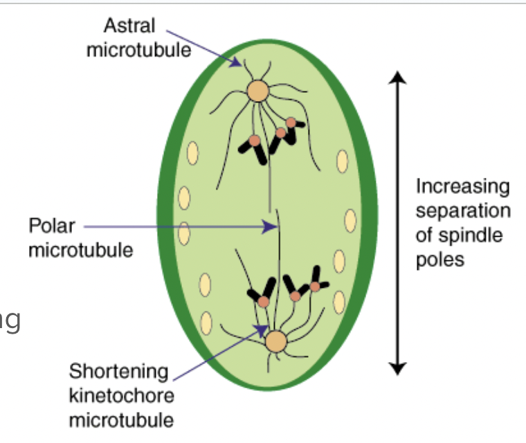 <p><span style="background-color: transparent; font-family: "Proxima Nova", sans-serif;"><span>Sister chromatids separate at kinetochores</span></span></p><p><span style="background-color: transparent; font-family: "Proxima Nova", sans-serif;"><span>Poles move farther apart</span></span></p>