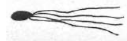 <p>Flagellar arangement in which cells have a tuft of flagella at only one end of the cell</p>