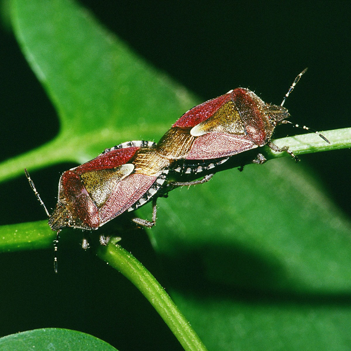 <p>Species of insect.</p>