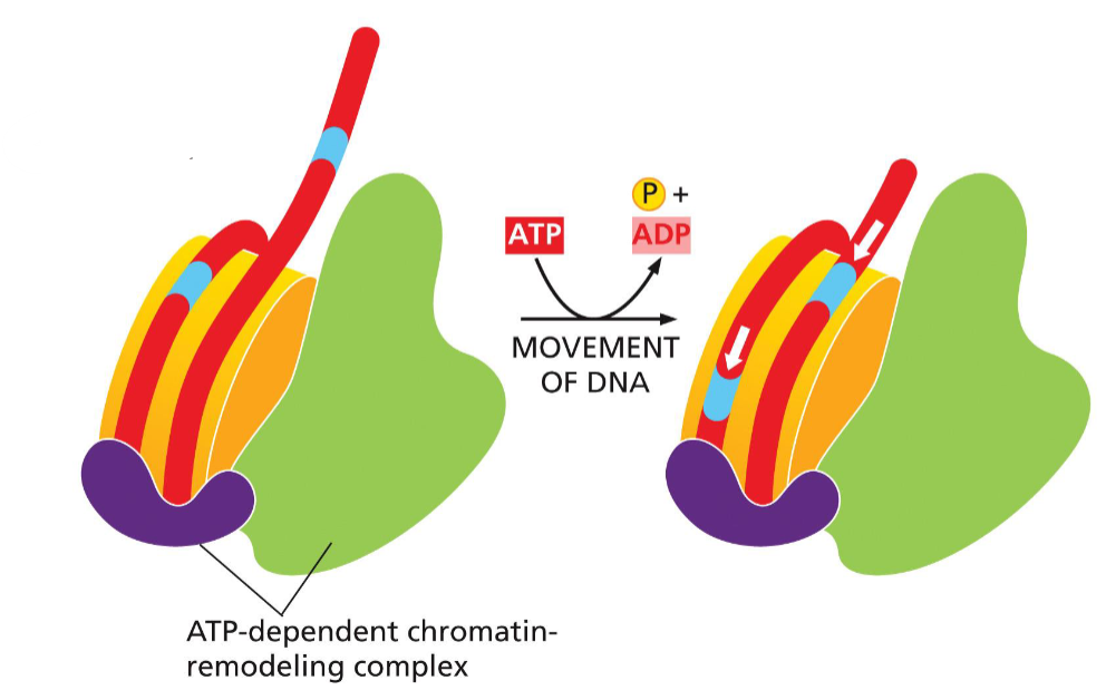 <p>nucleosome structure altered by ATP-dependent chromatin remodeling complexes to increase promoter accessibility</p>