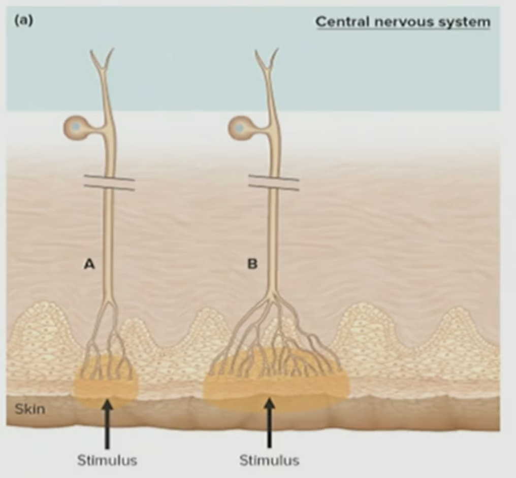 <p>Which receptive field detects fine detail?</p>