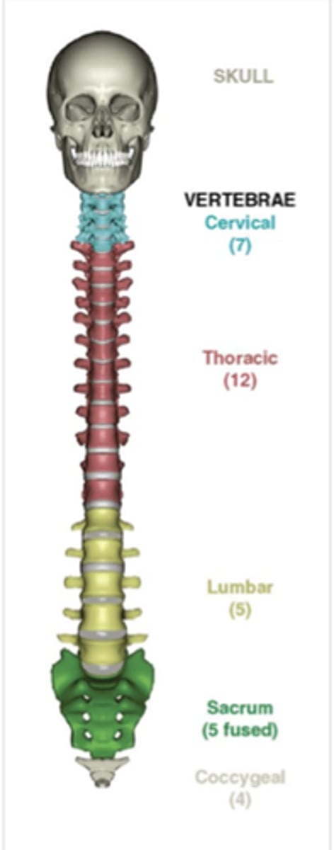 <p>26 vertebrae</p>