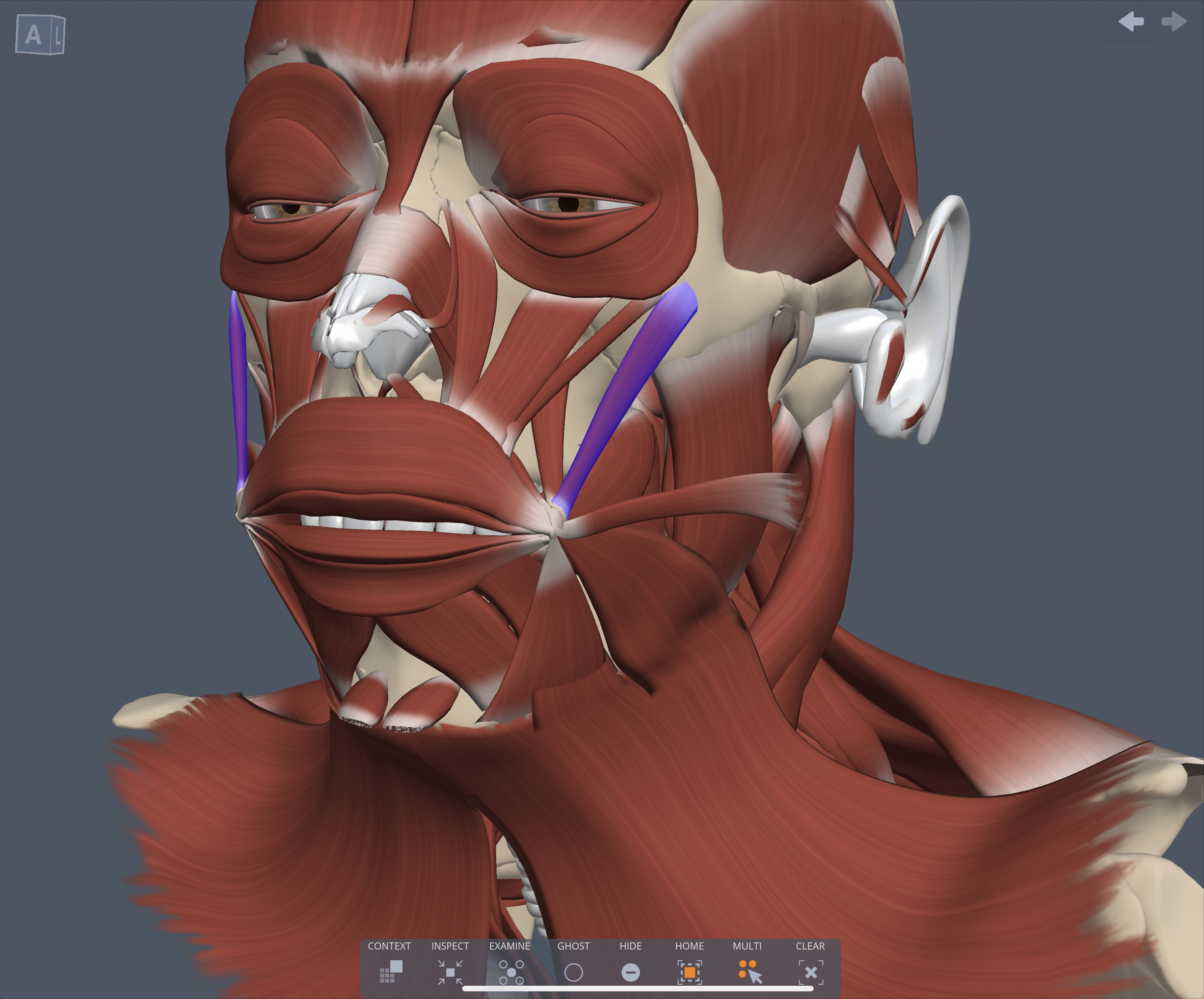 Innervation of the Zygomatic major muscle