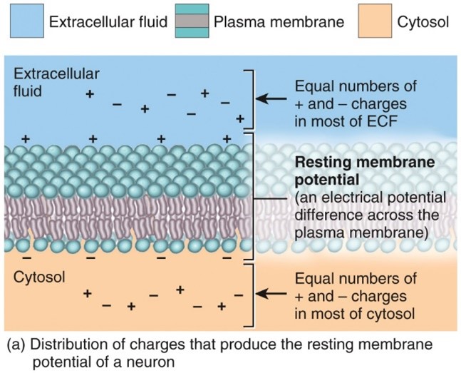 <p>Resting Membrane potential</p>