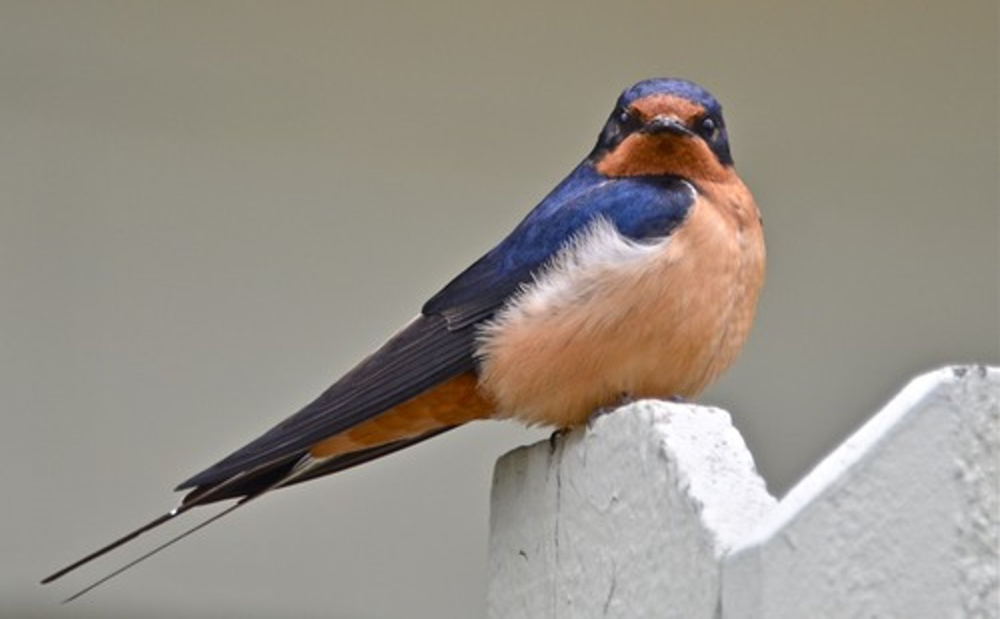 <p>"Swallows," Italian workers who traveled between Europe and South America in order to work the harvests in both hemispheres. This work allowed many families to buy their own land for farms.</p>