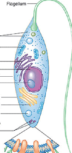 <p>This type of cell doesn’t have a cell wall but it has a pellicle, <strong>outer surface layer of some _____ is sufficiently rigid to maintain a distinctive shape</strong></p>