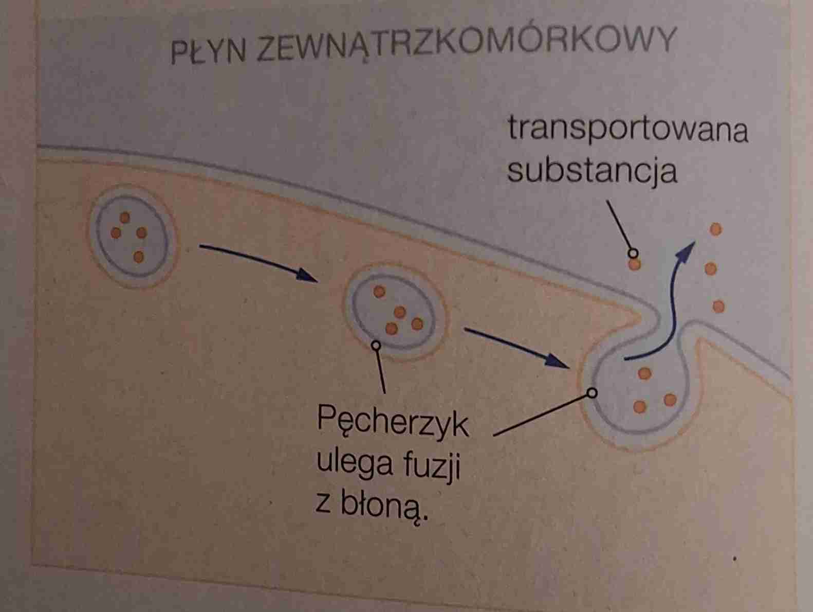 <ul><li><p>jest to transport substancji na zewnątrz komórki za pomocą pęcherzyków powstających przy udziale błon cytoplazmatycznych </p></li><li><p>błona pęcherzyka łącząc się z błoną komórkową uwalnia transportowaną substancję </p></li><li><p>w ten sposób są transportowane lipidy i białka potrzebne do budowy błony oraz hormony śluzy i enzymy trawienne</p></li></ul>