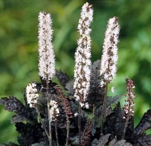 <p>A tall, elegant perennial with dark purple foliage and fragrant white bottlebrush flowers on arching stems.</p><p>-good cultivar</p><p>-black beauty comes from the foliage</p><p>-texture and color</p><p>-moist</p><p>-slow to establish</p><p></p>