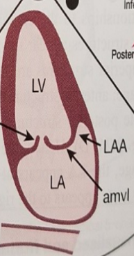 <p>What is the bottom anatomy?</p>