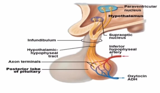 <ul><li><p>Oxytocin is formed in the Paraventricular Nucleus</p></li><li><p>Antiduretic Hormone (ADH) is synthesized in the Supraoptic Nucleus.</p></li><li><p>Both are stored in the posterior pituitary gland</p></li></ul><p></p>