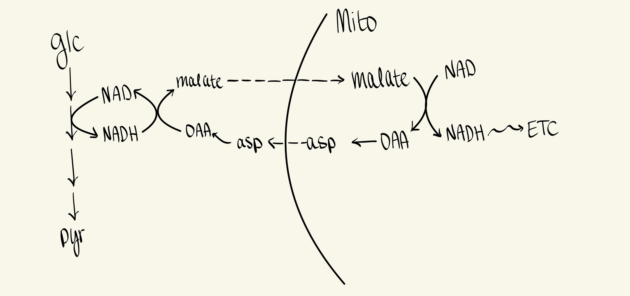 <p>Malate-aspartate shuttle</p>