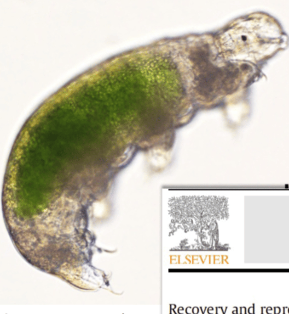 <p>elongated, unsegmented body, with stubby unjointed legs each with 4-8 claws, large brain, malpighian tubule excretory system, open circulatory system, use sharp stylet in pharynx to feed</p>
