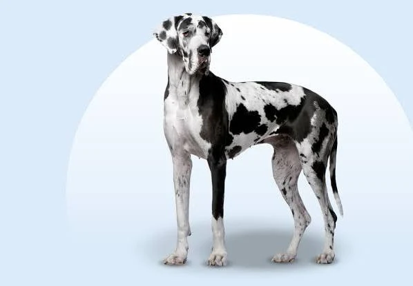 <p>( working group)</p>