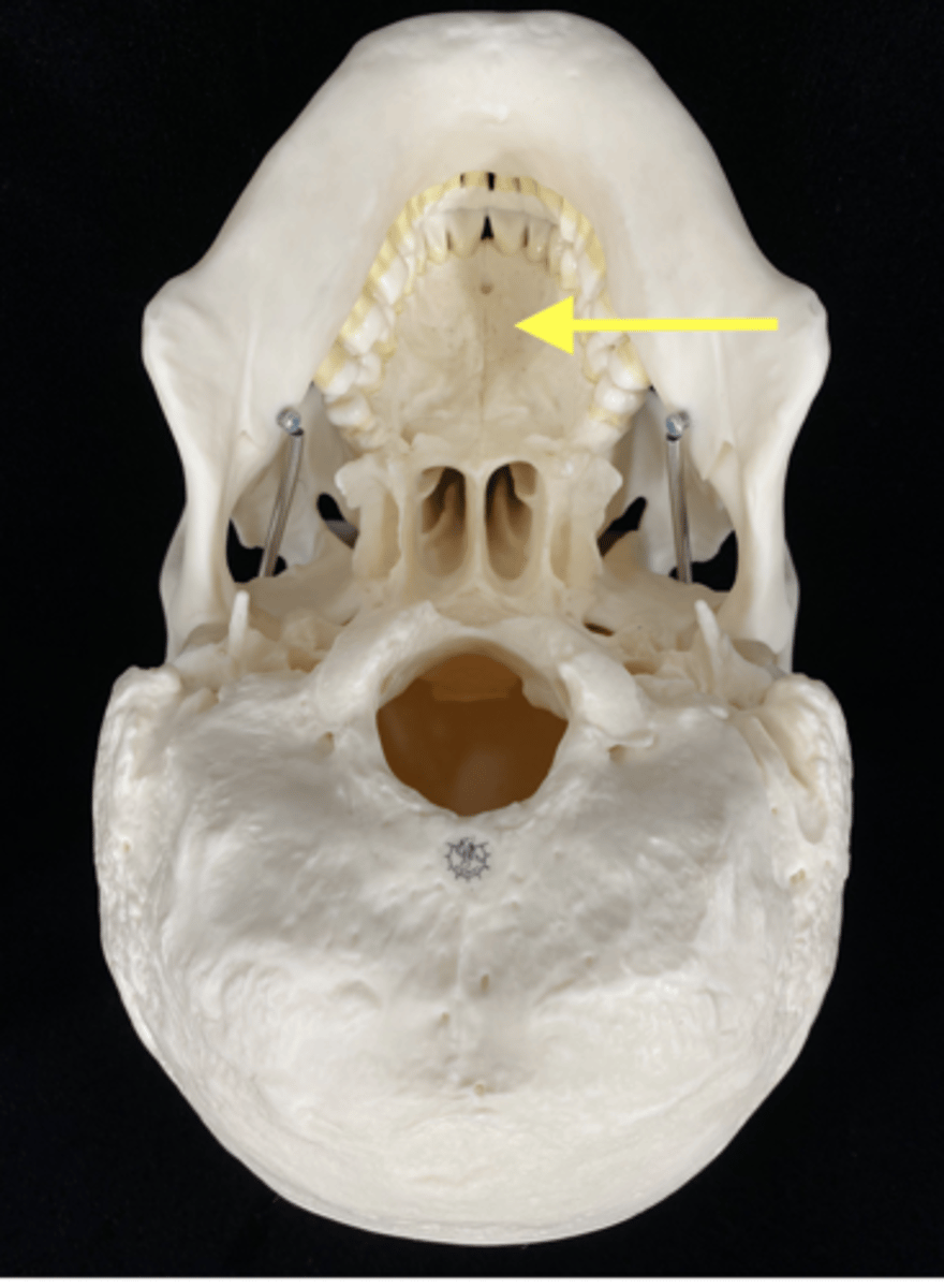 <p>name the bone</p>