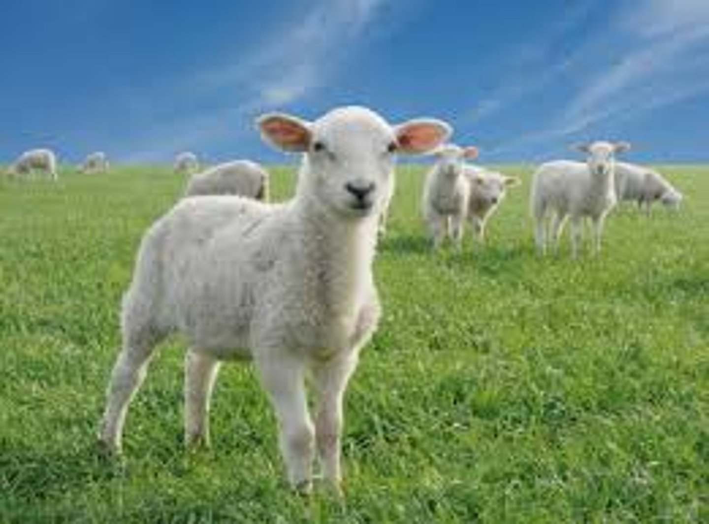 <p>lamb</p>