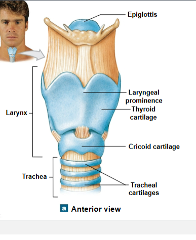 <p>Epiglottis</p>