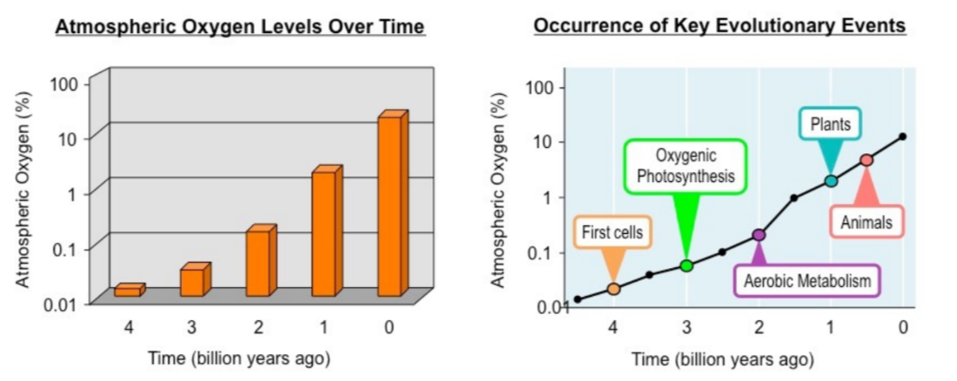 <p>Oxygen producing bacteria evolved somewhere between 2.5 and 3.0 billion years ago that eventually became photosynthesis.</p><p>Transformed planet from an environment of very little free oxygen to one of continuously increasing levels.</p><ul><li><p>This led to some key events such as the production of oxidized compounds, the evolution of aerobic organisms,  changing Earth&apos;s atmosphere.</p></li><li><p>Formation of an ozone layer restricted UV radiation to allow for the proliferation of a wider range of life forms.</p></li></ul>