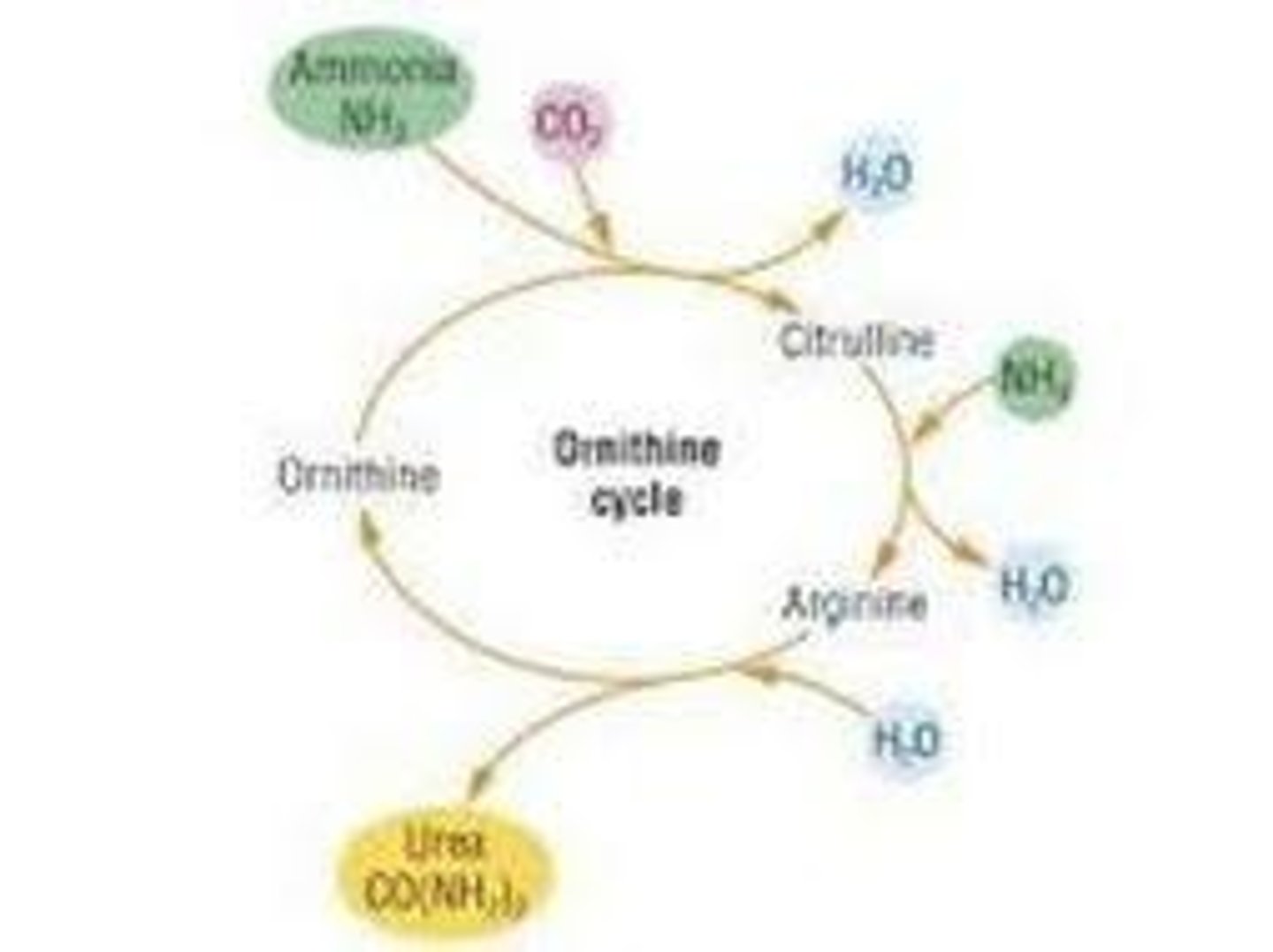 <p>In the hepatocytes</p>