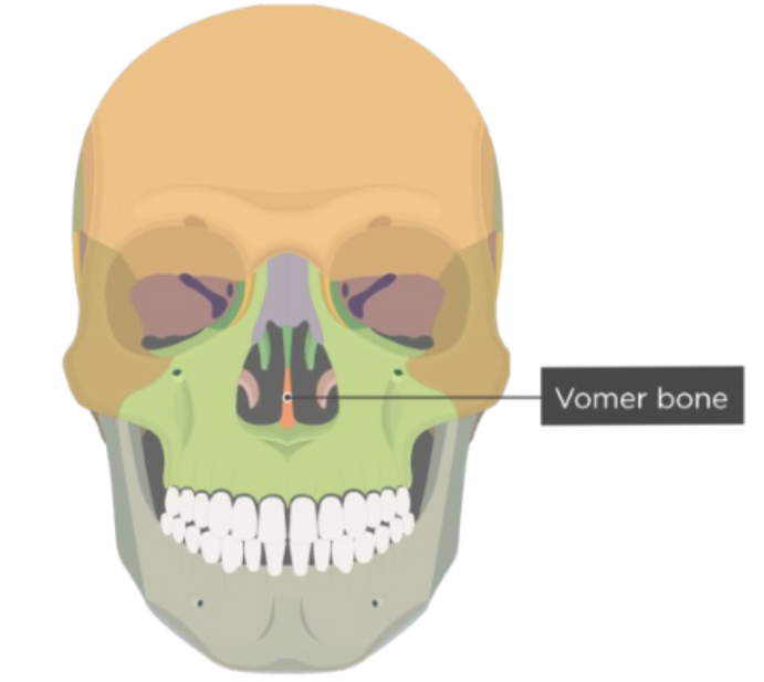 <p>The <strong>vomer </strong>projects _ and form the _ </p>