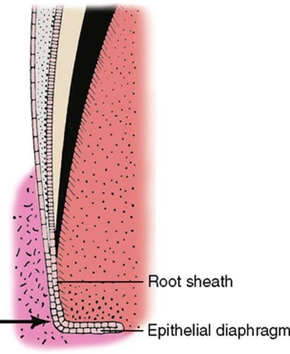 <p>The epithelial root sheath guides the shape and number of roots during tooth development.</p>