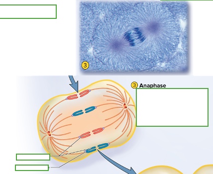 <p>what happens in prophase</p>