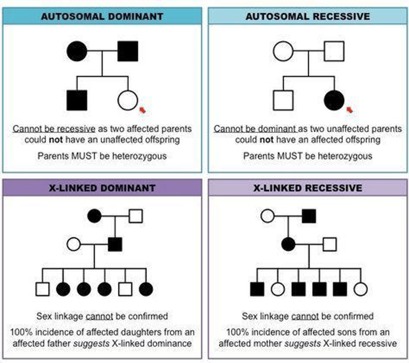 <p>The trait appears in every generation, affects both males and females, and an affected person must have at least one affected parent.</p>