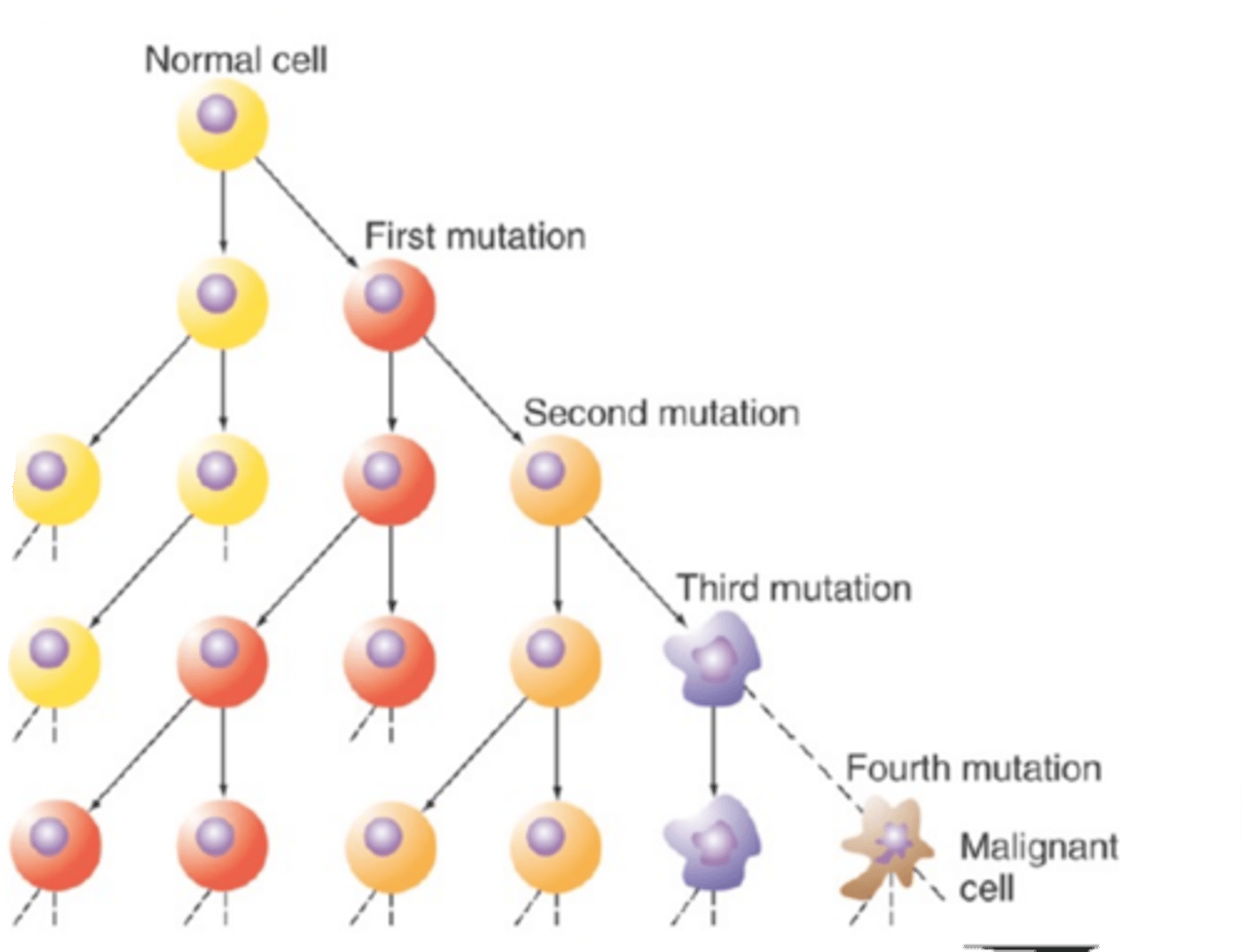 <p>the aquisition of multiple mutations</p>