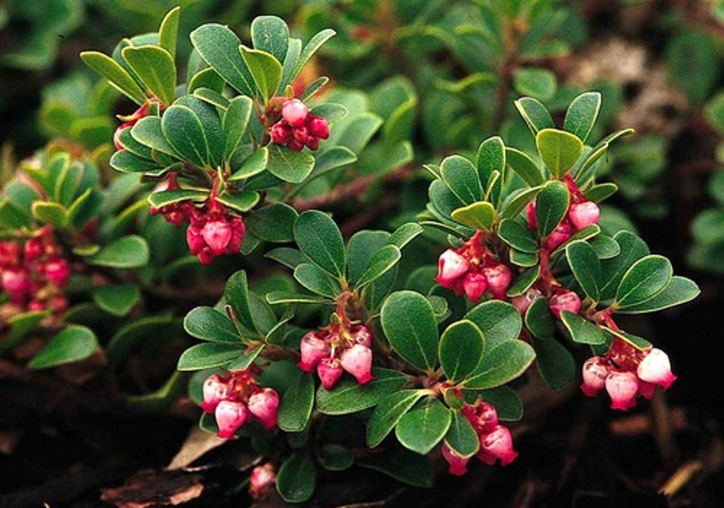 <p>Low groundcover</p><p>- Evergreen leaves and trailing branches.</p><p>- Produces small red berries and pale pink flowers.</p><p>- Birds and bears eat the fruit; Grouse, moose and sheep eat the leaves</p><p>Traditional uses</p><p>- Dried leaves used by Indigenous communities for smoking mixtures (sometimes with tobacco, sometimes without) carrying the smoker’s prayers to the Great Spirit.</p><p>- It wasn’t just about smoking, it was about connection, intention and respect.</p><p>- Also made into a tea for medicinal purposes.</p>