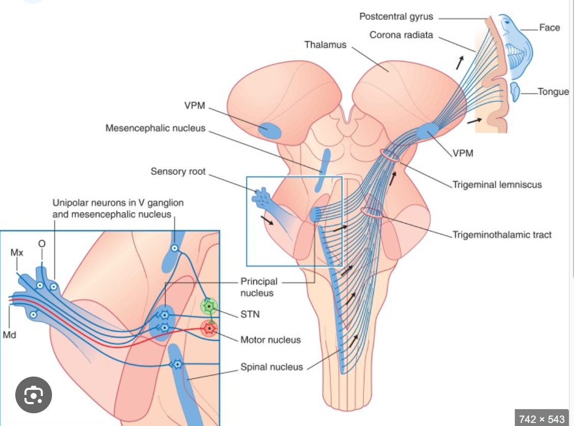 <p>Spinomesencephalic Tract</p>