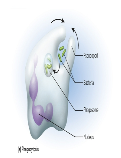 <p>A type of endocytosis that is <strong>“cell eating”</strong> and uses <strong>pseudopods</strong> to reach out and surround particles, <span>enzymatically degrading it</span></p><p>occurs especially in macrophages (white blood cells)</p>
