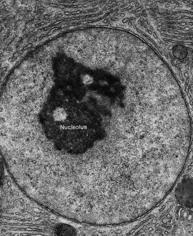 <p>STRUCTURE <br>Double membrane<br>Nuclear envelope with nuclear pores <br>Nucleolus <br>Chromosomes (which are made<br>from protein-bound linear DNA<br><br><br>FUNCTION <br><span style="color: #ef30ba">Controls activities of cell </span>by controlling transcription of DNA <br>site of DNA replication and transcription to produce mRNA <br>Instructions to make proteins <br><span style="color: #e431b2">Contains the genetic material for each cell </span><br>Pores allow transfer of substances (RNA) <br>Nucleolus makes rRNA and is where ribosome subunits assemble</p><p></p><p></p>