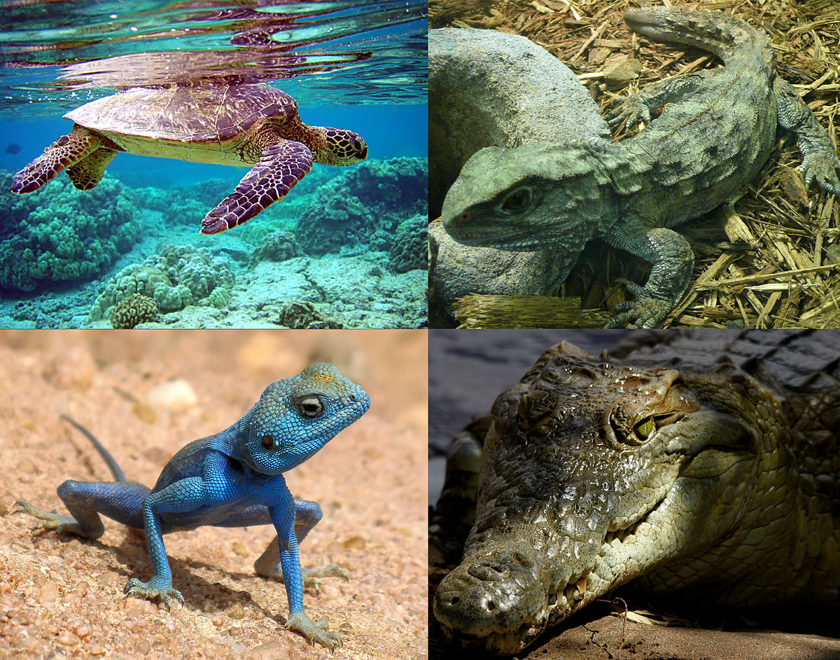 Cold Blooded
Internal fertilization (produces eggs)
Breath air via lungs
Order includes Squamata, Chelonia, Crocodilia 
