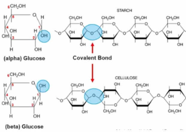 <p>What is the directionality of monosaccharides?</p>