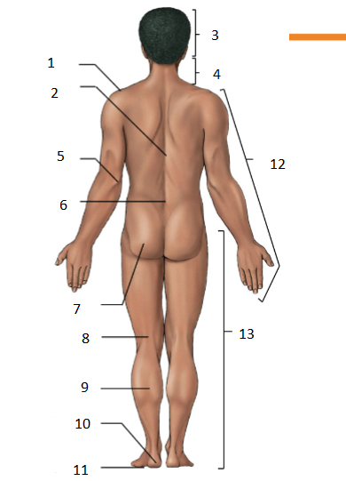 <p>13.</p>