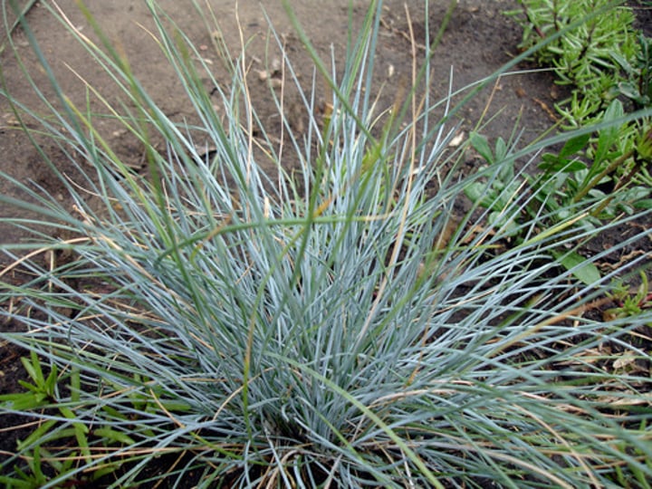 <p>Sheep's Fescue</p>