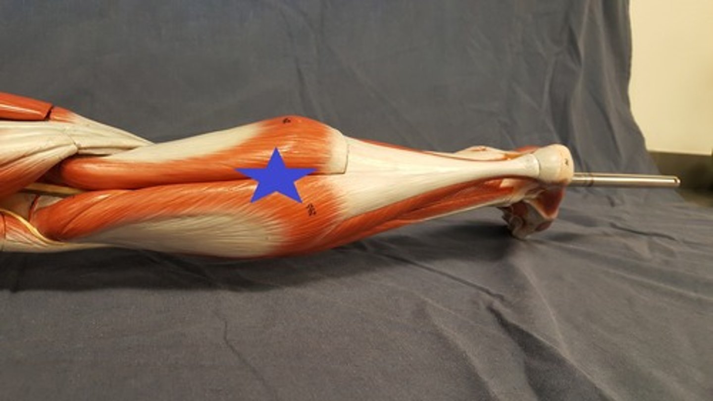 <p>Both sides of the upper calf</p>