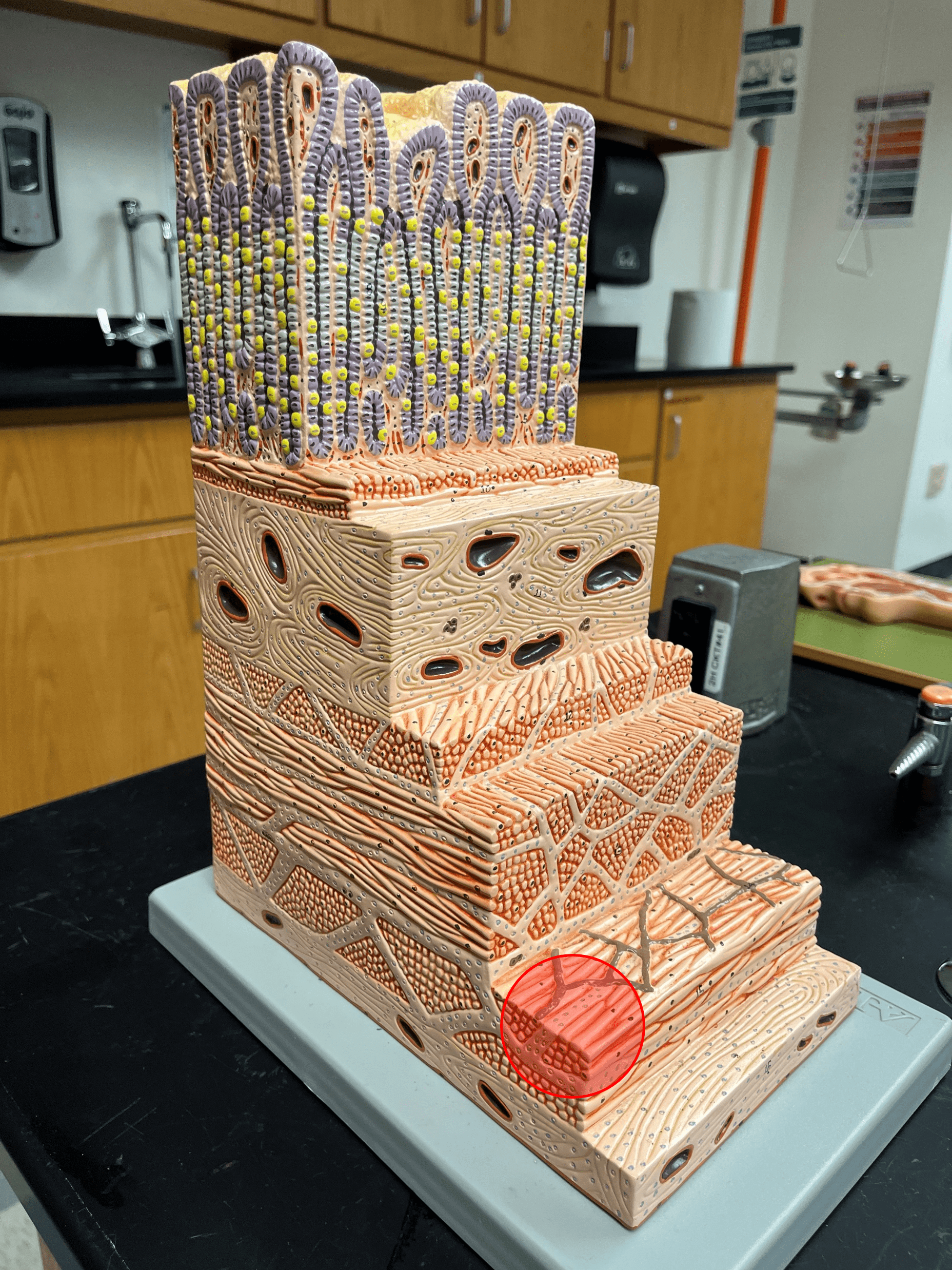 The most superficial layer of the muscularis externa of the gastrointestinal tract.