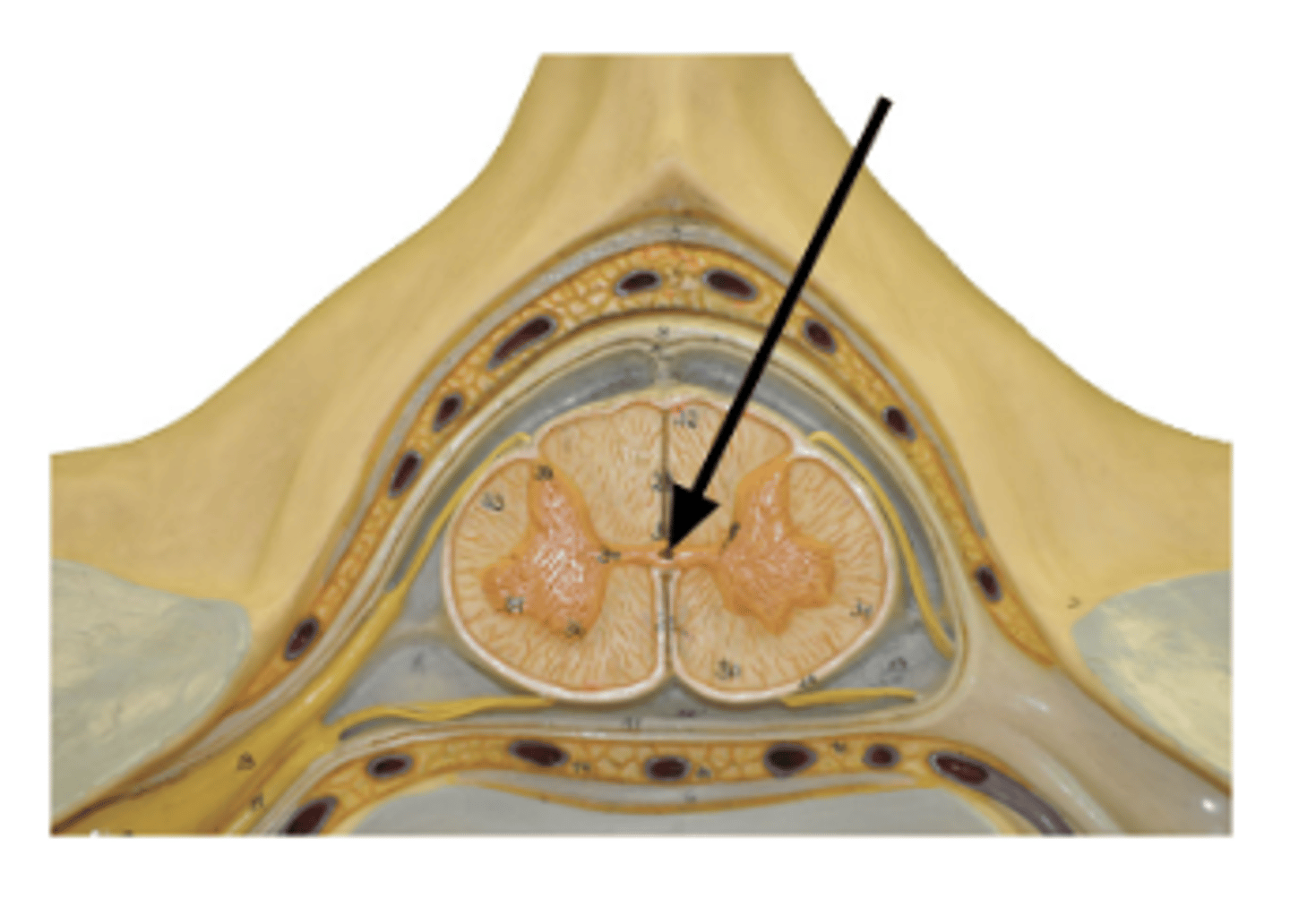 <p>Identify structure.</p>