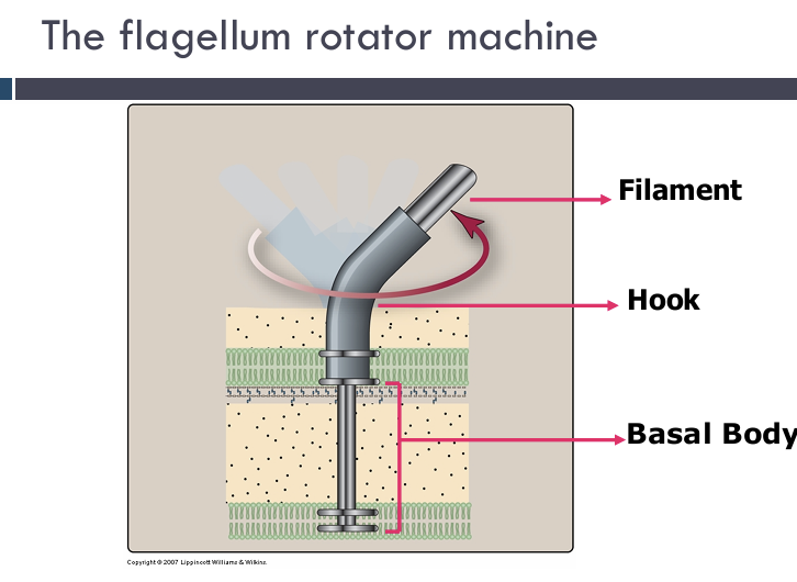 <p>flagellum structure learn</p>
