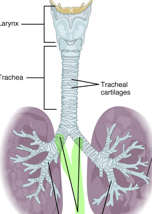 <p>What is this structure?</p>