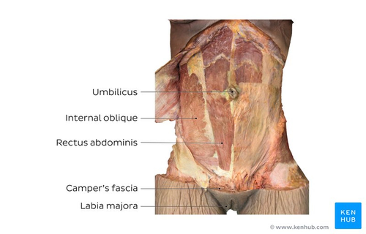 <p>abs</p>