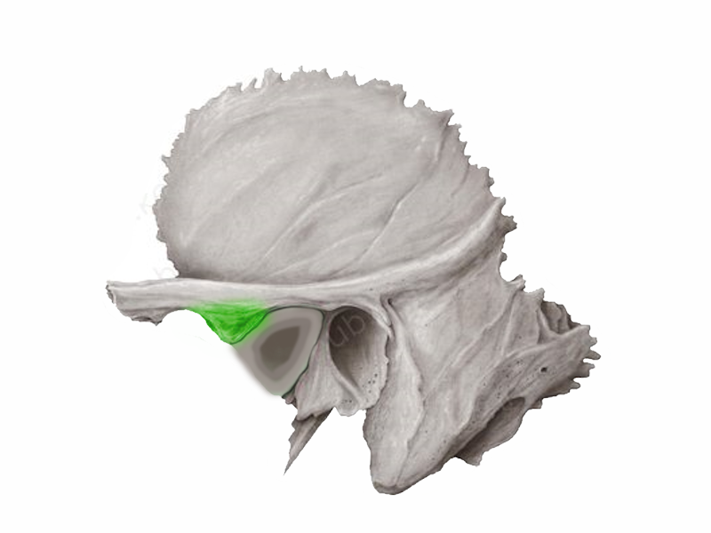 <p>ízületi dudor</p>