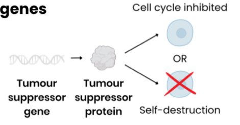 <p>Code for proteins that: </p><ul><li><p>inhibit / slow cells cycle (e.g. if DNA damage detected)</p></li><li><p>OR cause self-destruction (apoptosis) of potential tumour cells (e.g. if damaged DNA can’t be repaired)</p></li></ul><p></p>