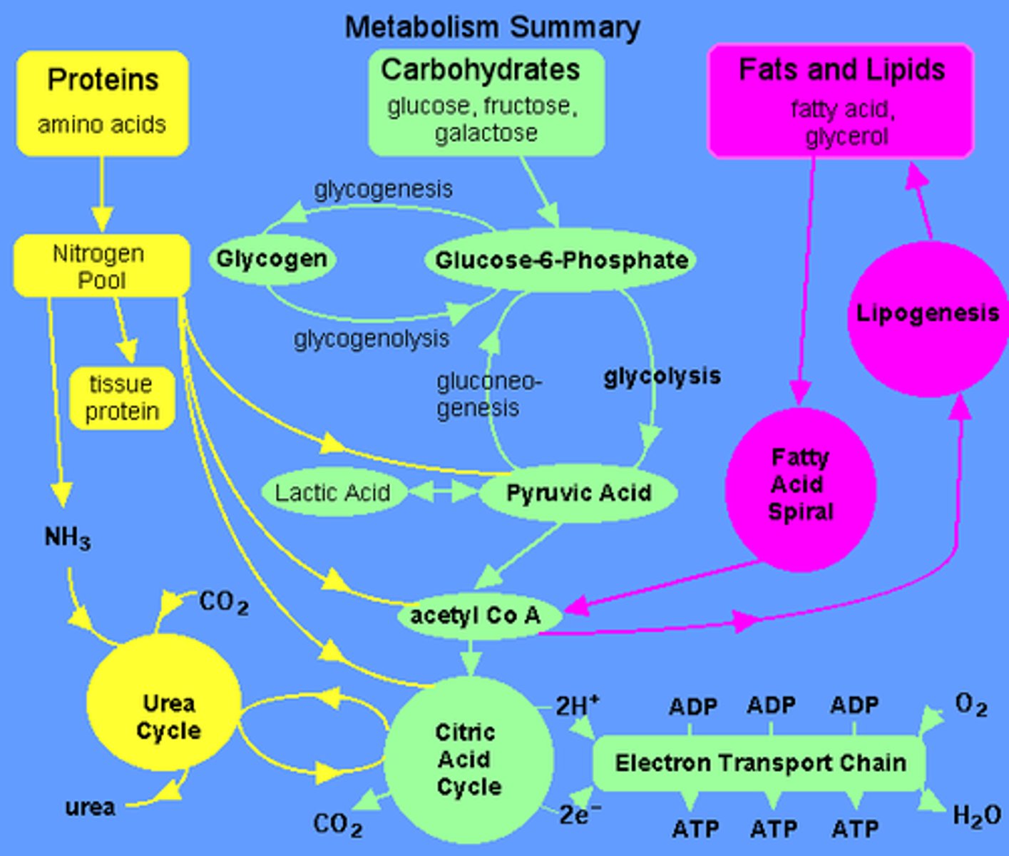 <p>(D) I, II, and III</p><p>Amino acids can be used to make protein, glucose, or fatty acids.</p><p>Struggling to memorize the metabolic pathways (such as glycolysis and beta-oxidation)? Learn them like the back of your hand using Andrew's Metabolic Pathways Mastery Course @ https://mcatselfprep.com/course/andrews-metabolic-pathways-mastery-course/</p>