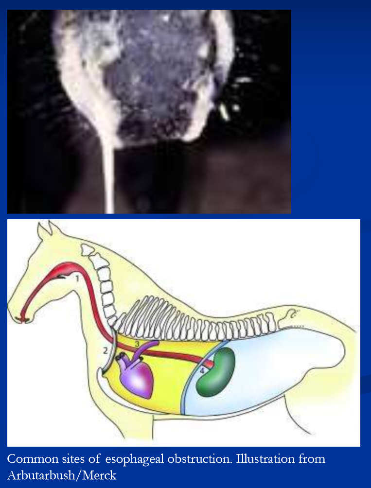 <ul><li><p><strong>signs: </strong>are saliva and or feed from nose after being fed, anxious expression, extended neck, gagging, retching, coughing </p></li><li><p>high cervical, thoracic inlet, heart base, cardia are common sites </p></li><li><p>site of obstruction identified by <strong>passing NG tube </strong>or endoscope </p><ul><li><p>also can palpate cervical obstruction </p></li></ul></li><li><p><strong>endoscopy*</strong>, ultrasound, radiology to visualize </p></li></ul><p></p>