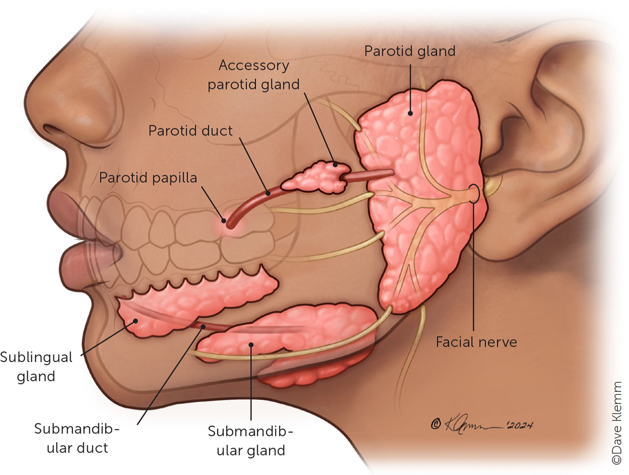 <p>produce mucus and small amounts of saliva to keep the mouth moist, protect oral tissues, and begin digestion.</p>